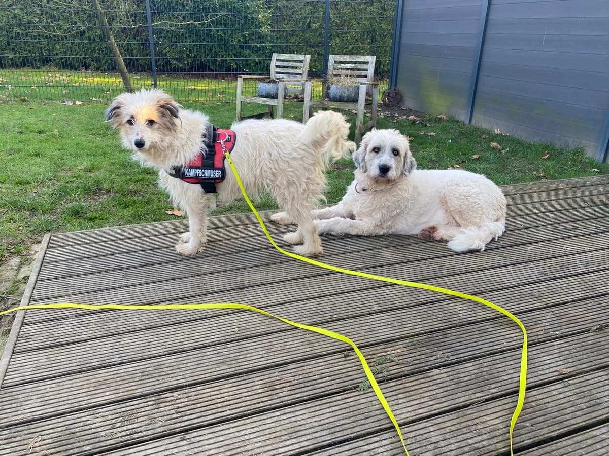 Marvi, female 5yo Mixed Breed for adoption at Ein Herz für Streuner e.V., München