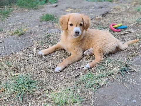 Marvie, 3yo Mixed Breed for adoption at Ein Herz für Streuner e.V., München