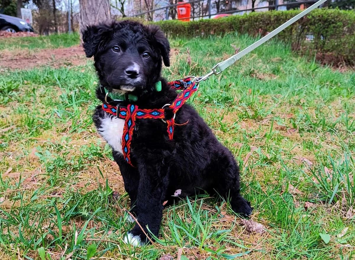 Marvin, weiß male puppy Mixed Breed for adoption at Ein Herz für Streuner e.V., München