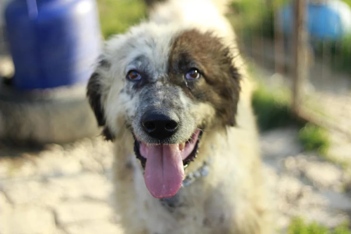 Marvin, male senior Mixed Breed for adoption at Ein Herz für Streuner e.V., München