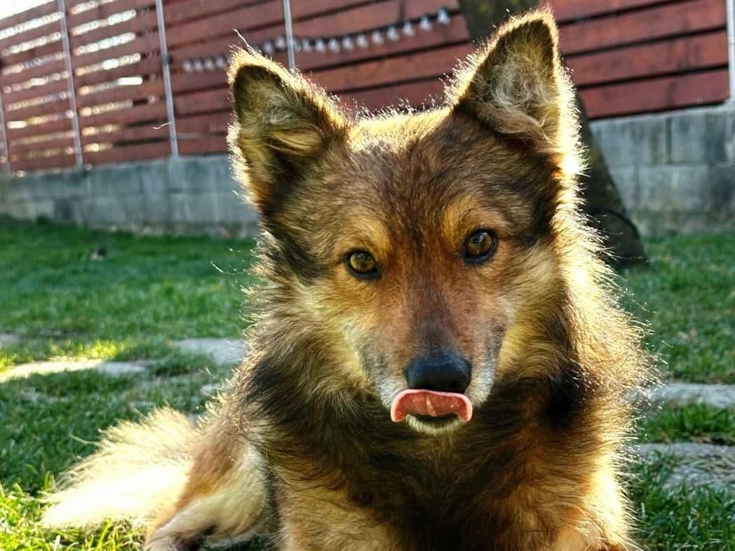 Marvin, Mixed Breed for adoption at Ein Herz für Streuner e.V., München