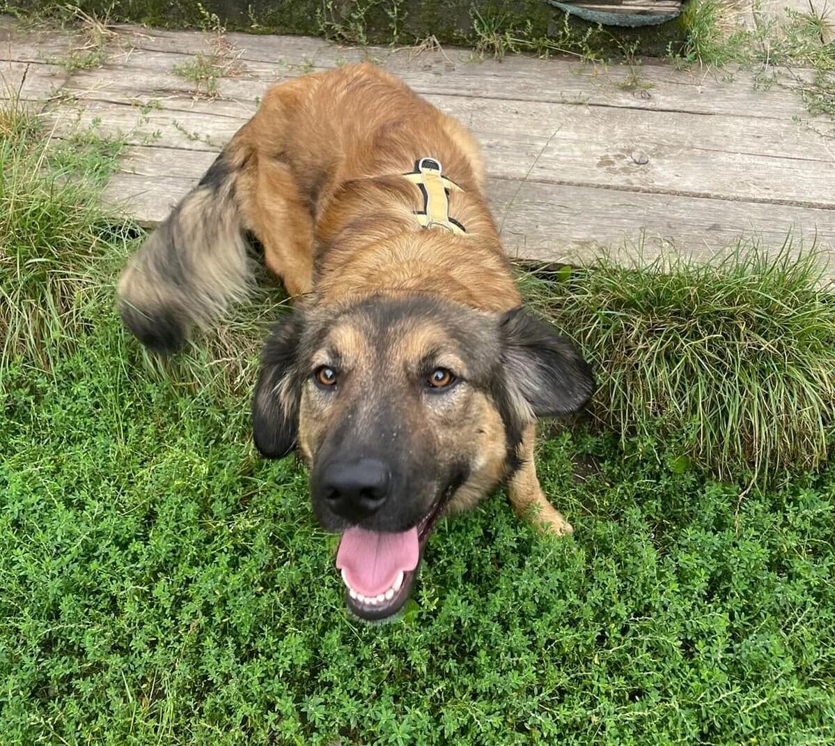 Mary, female young Mixed Breed for adoption at Ein Herz für Streuner e.V., München