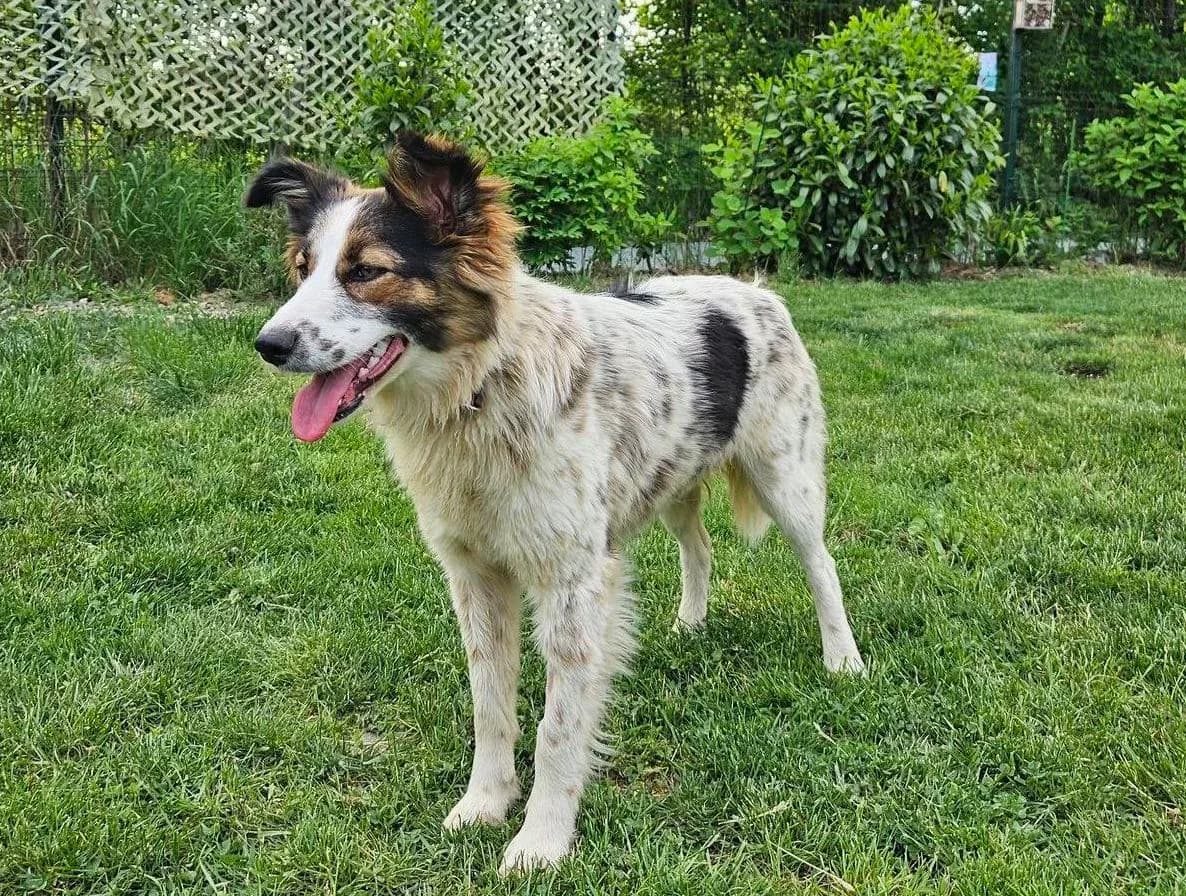 Mary, female young Mixed Breed for adoption at Ein Herz für Streuner e.V., München