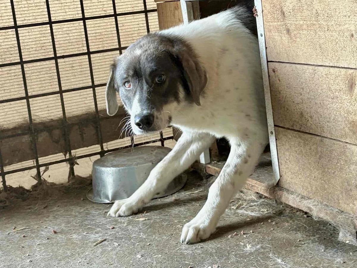 Maryanne, female young Mixed Breed for adoption at Ein Herz für Streuner e.V., München