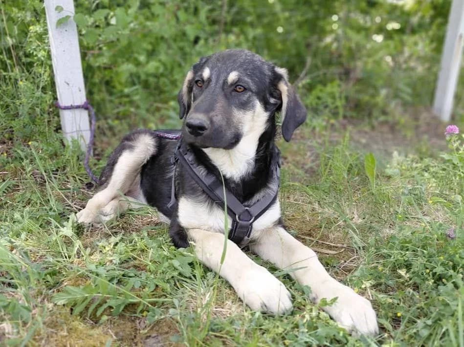 Marylou, female puppy Mixed Breed for adoption at Ein Herz für Streuner e.V., München