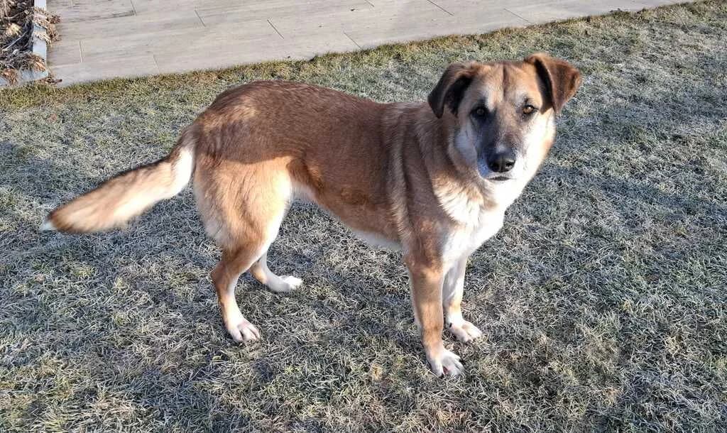 Marysia, female 5yo Mixed Breed for adoption at Ein Herz für Streuner e.V., München