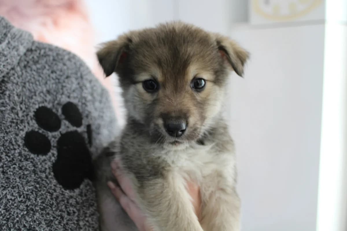 Mascha, puppy Mixed Breed for adoption at Ein Herz für Streuner e.V., München