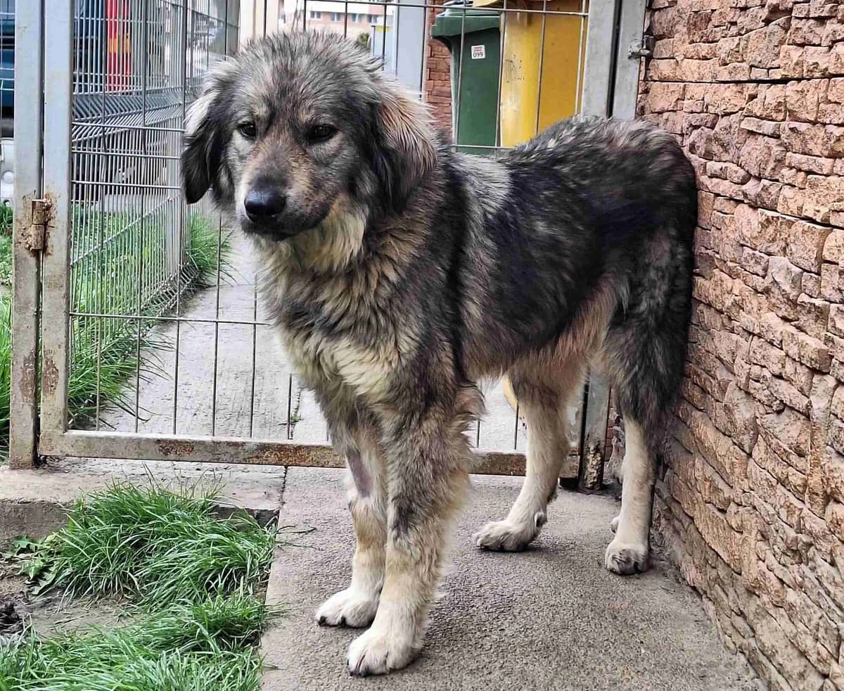 Mascha, female 3yo Mixed Breed for adoption at Ein Herz für Streuner e.V., München