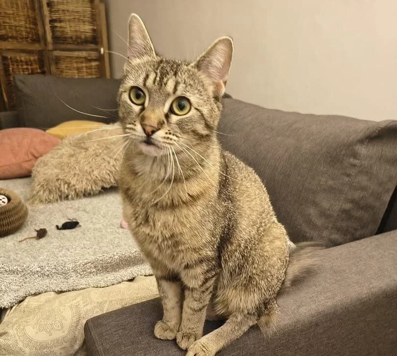 Mascha, female 5yo Mixed Breed for adoption at Ein Herz für Streuner e.V., München
