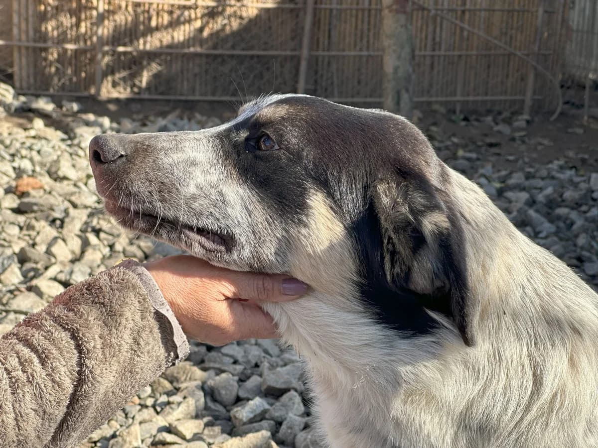 Mascha, female 5yo Mixed Breed for adoption at Ein Herz für Streuner e.V., München