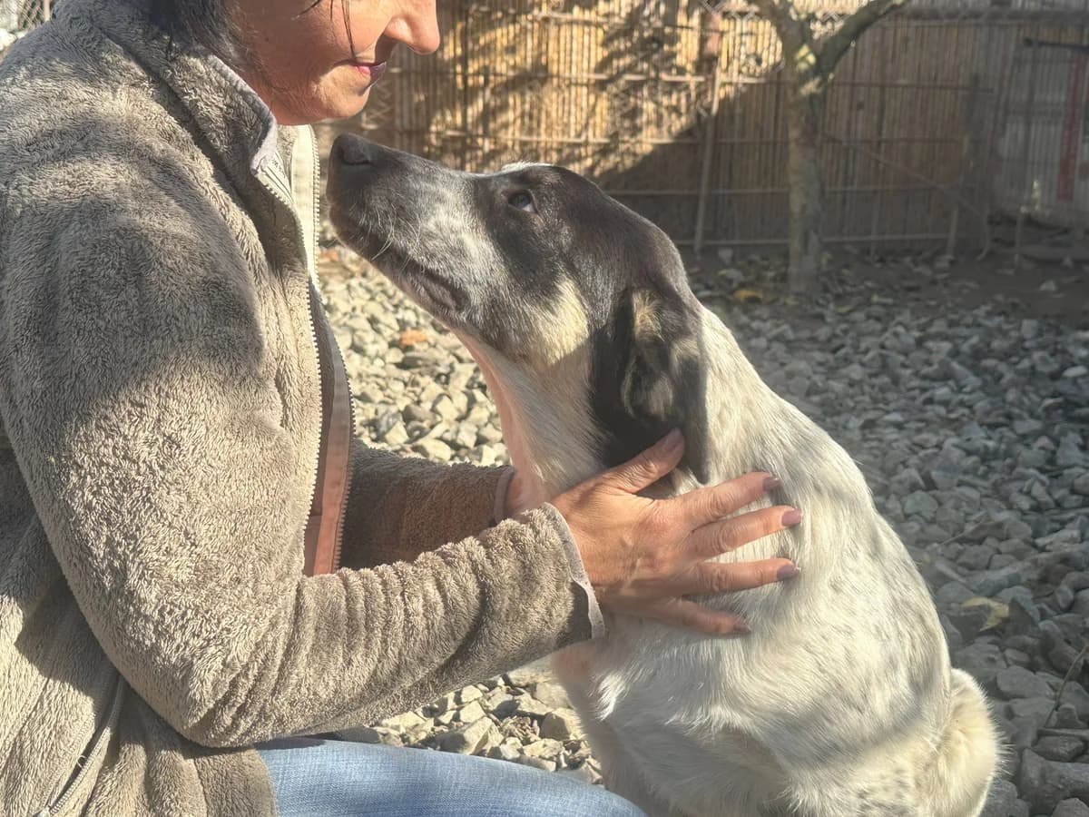 Mascha, female 5yo Mixed Breed for adoption at Ein Herz für Streuner e.V., München