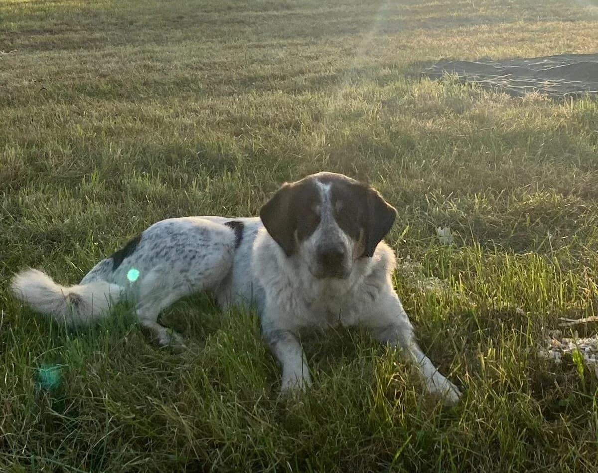 Mascha, female 5yo Mixed Breed for adoption at Ein Herz für Streuner e.V., München