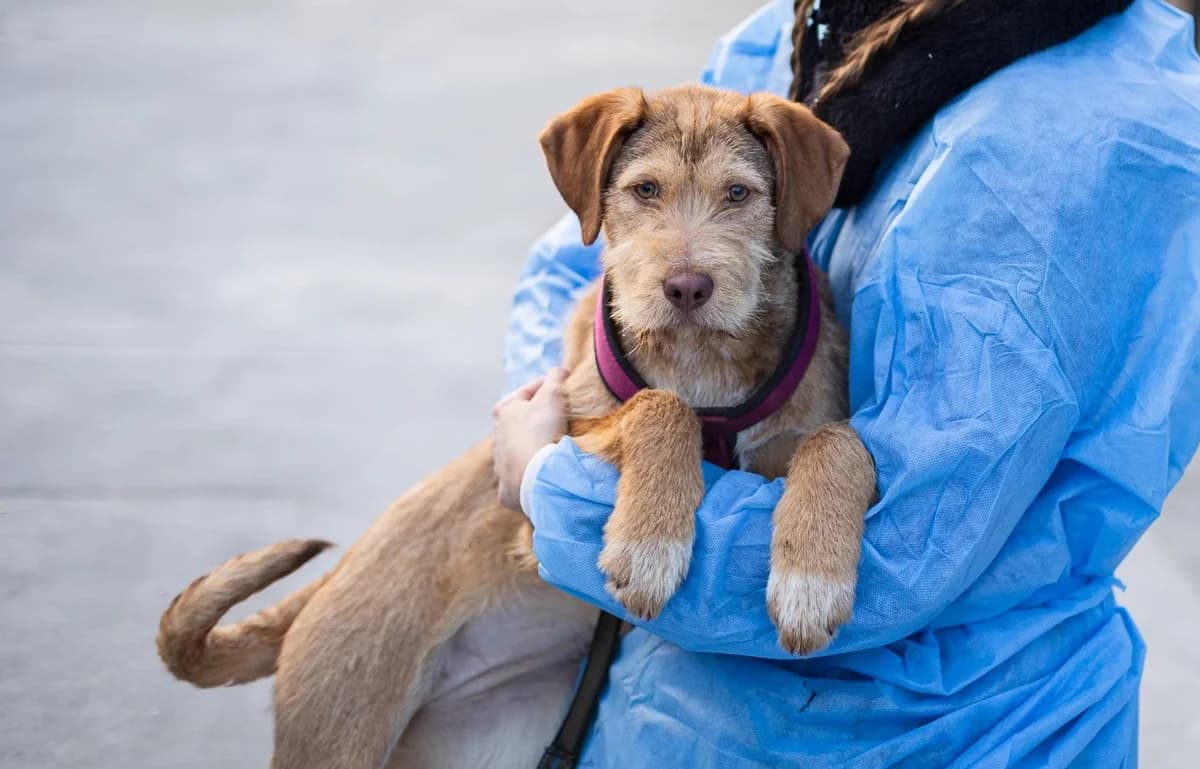 Mascha, female puppy Mixed Breed for adoption at Ein Herz für Streuner e.V., München