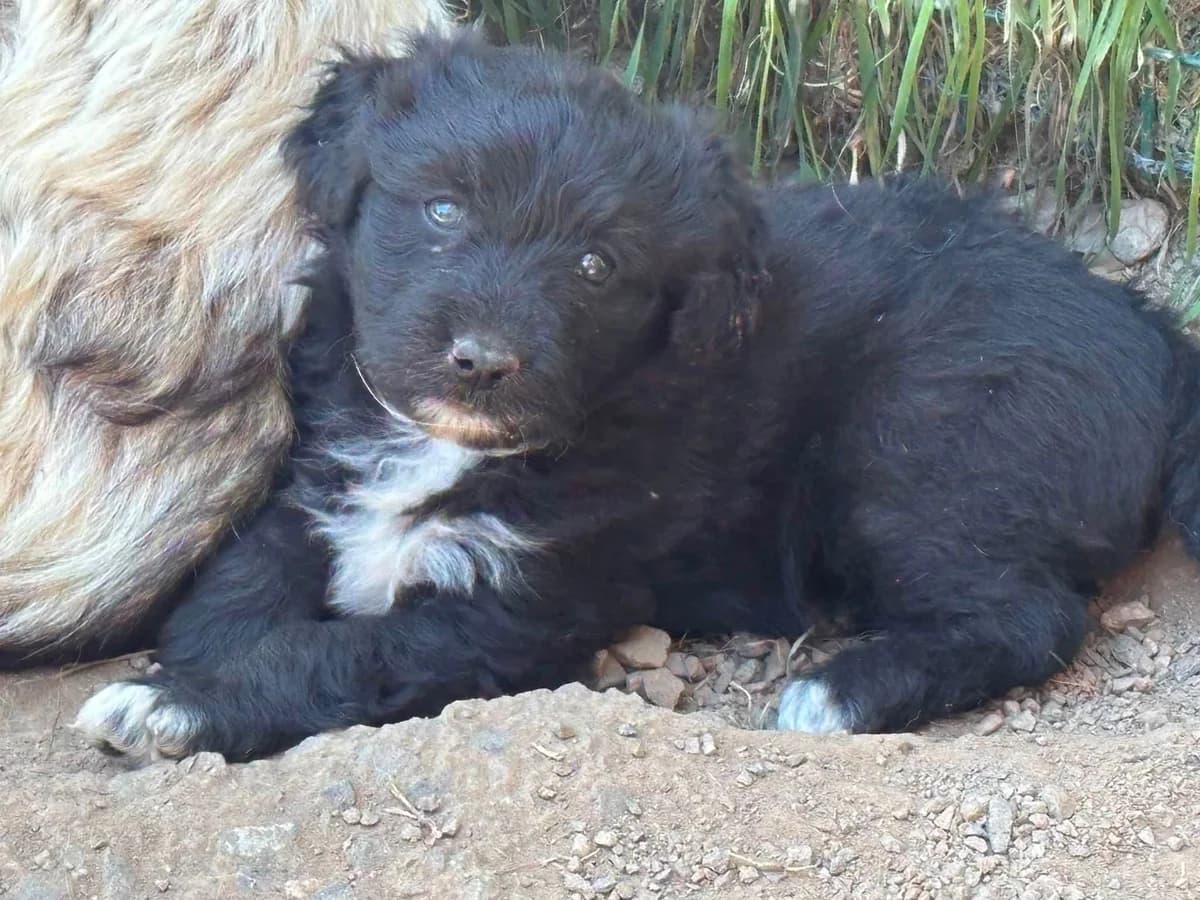 Maschka, female puppy Mixed Breed for adoption at Ein Herz für Streuner e.V., München