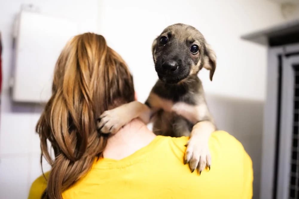 Masha, female puppy Mixed Breed for adoption at Ein Herz für Streuner e.V., München