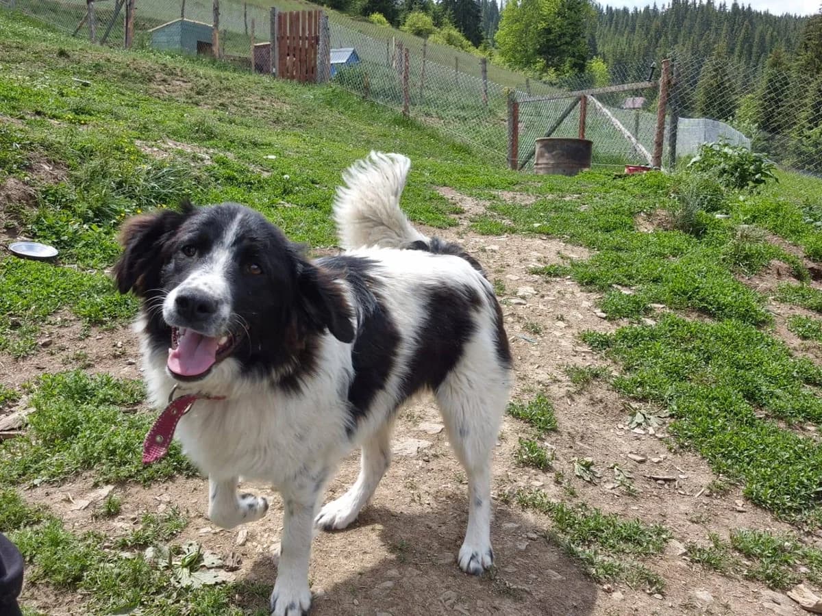 Massimo, male puppy Mixed Breed for adoption at Ein Herz für Streuner e.V., München