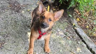Mathea, young Mixed Breed for adoption at Ein Herz für Streuner e.V., München