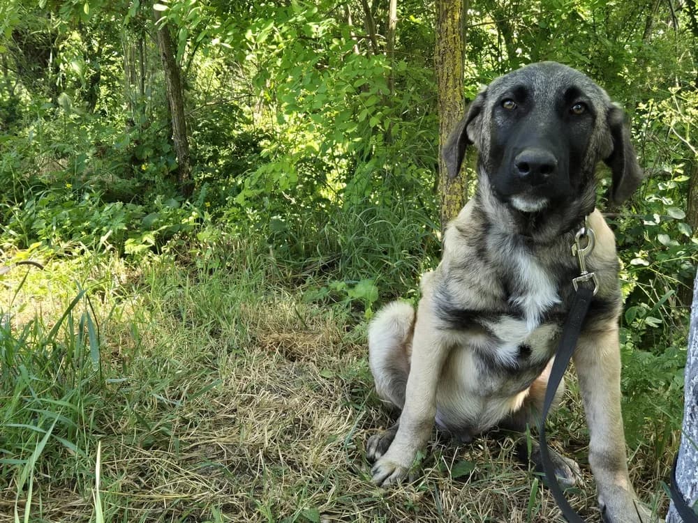 Mathias, male puppy Mixed Breed for adoption at Ein Herz für Streuner e.V., München
