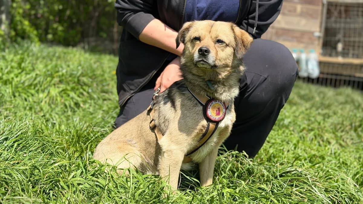 Mathias, male 3yo Mixed Breed for adoption at Ein Herz für Streuner e.V., München