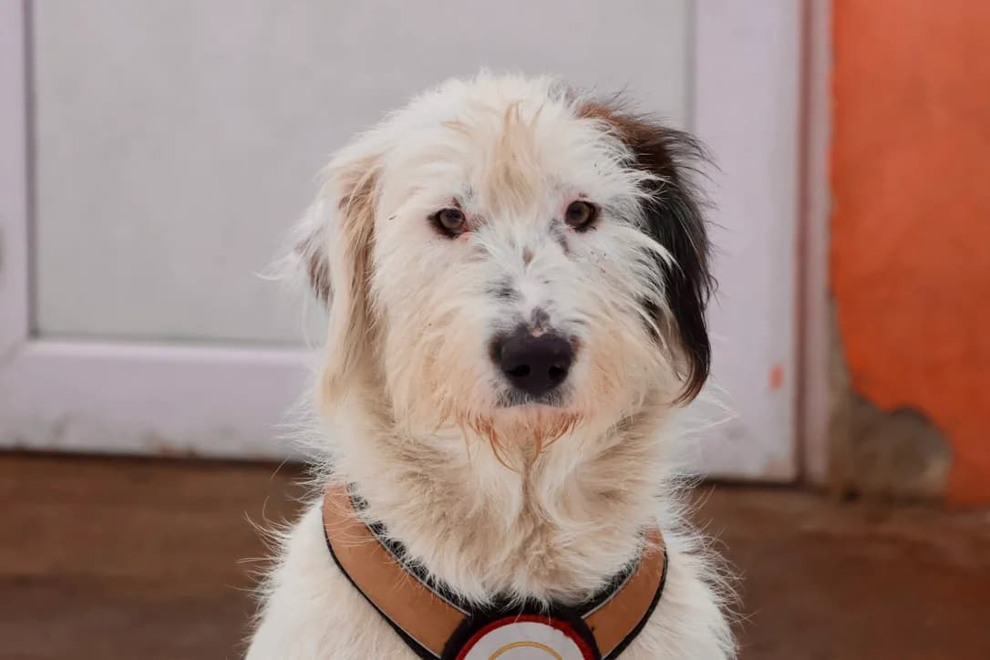 Mathilda, weiß female puppy Mixed Breed for adoption at Ein Herz für Streuner e.V., München