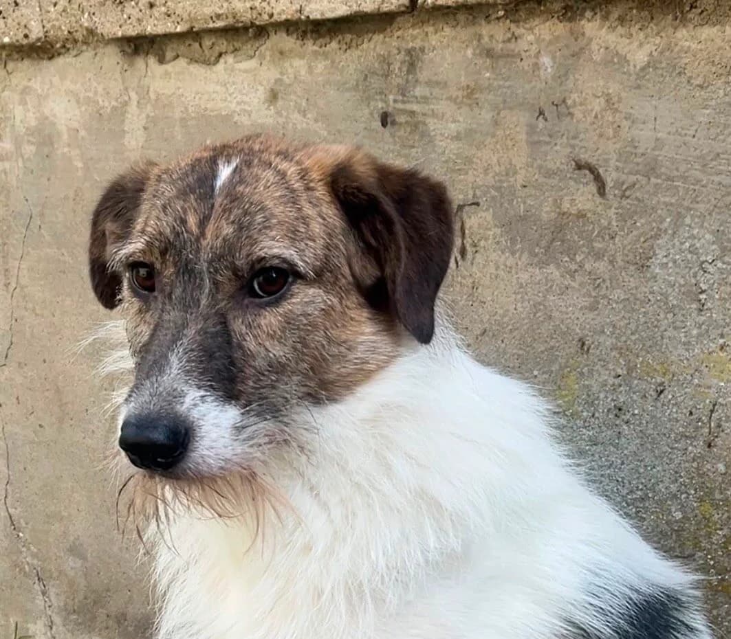 Mathilda, female 5yo Mixed Breed for adoption at Ein Herz für Streuner e.V., München