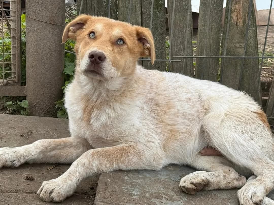Mathis, weiß male puppy Mixed Breed for adoption at Ein Herz für Streuner e.V., München