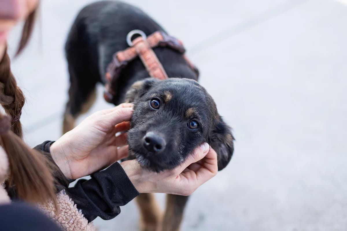 Matia, female puppy Mixed Breed for adoption at Ein Herz für Streuner e.V., München