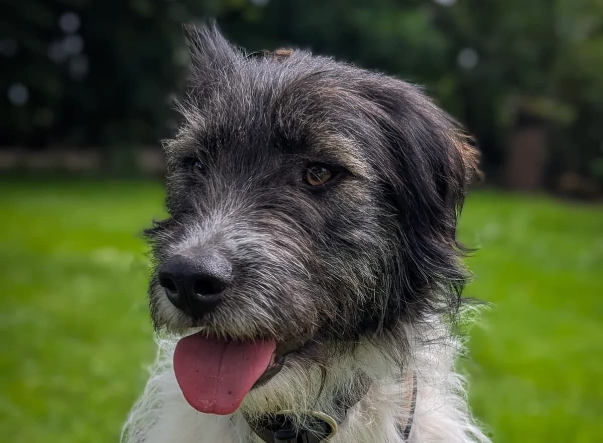 Matilda, female puppy Mixed Breed for adoption at Ein Herz für Streuner e.V., München