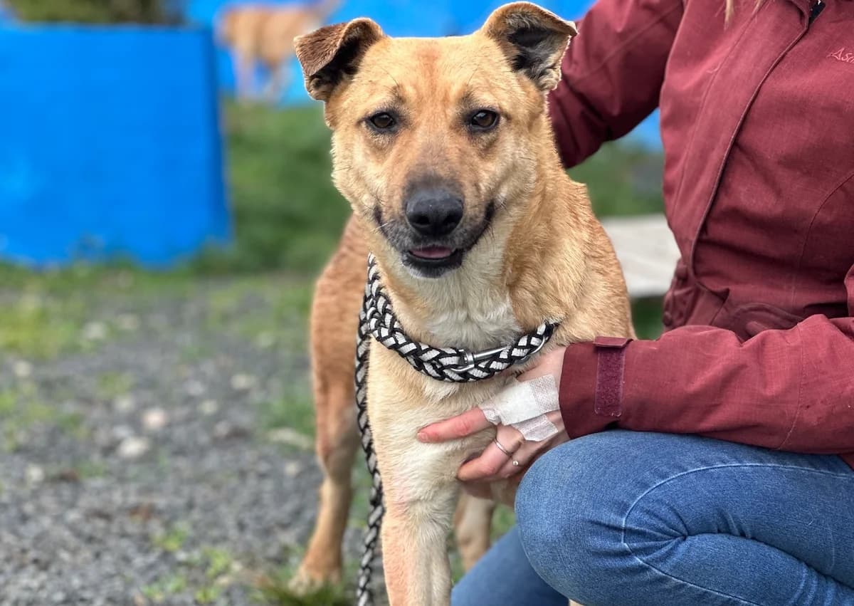 Matilda, beige female 4yo Mixed Breed for adoption at Ein Herz für Streuner e.V., München
