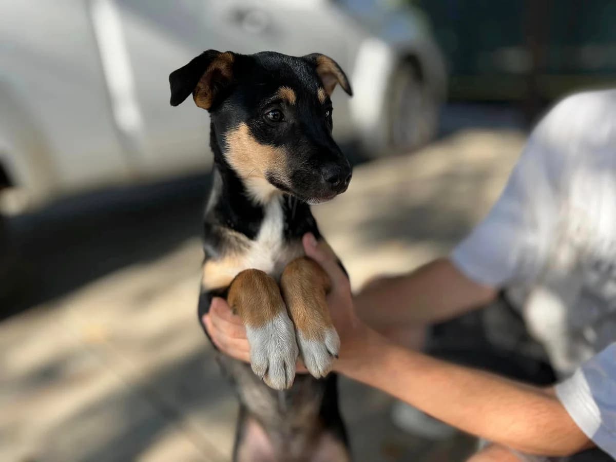 Mattea, female puppy Mixed Breed for adoption at Ein Herz für Streuner e.V., München