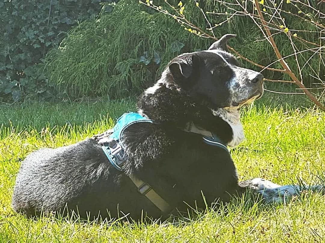 Matthes, male senior Mixed Breed for adoption at Ein Herz für Streuner e.V., München