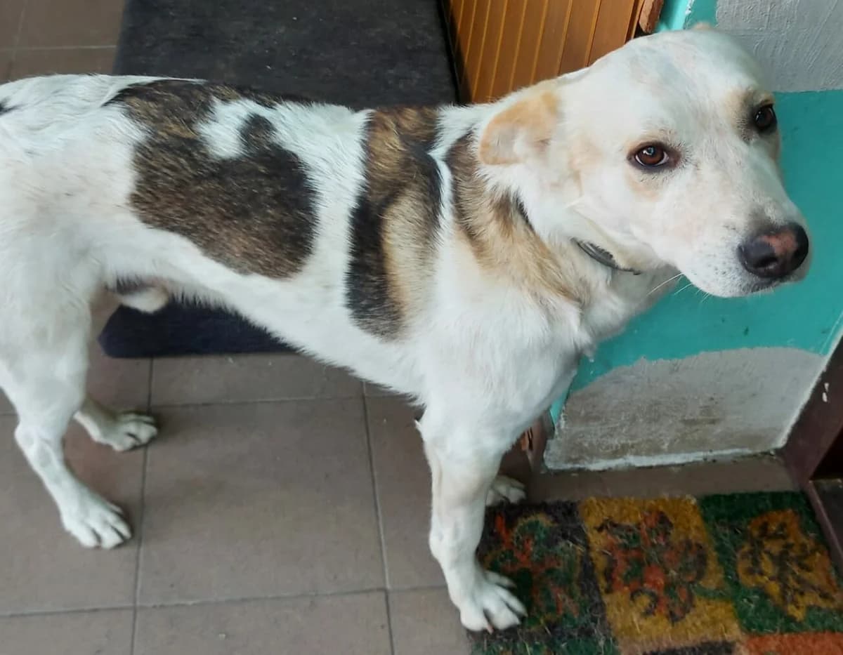 Matthias, male 4yo Mixed Breed for adoption at Ein Herz für Streuner e.V., München