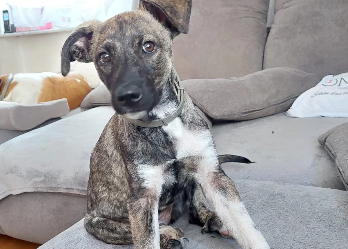 Matti, male puppy Mixed Breed for adoption at Ein Herz für Streuner e.V., München