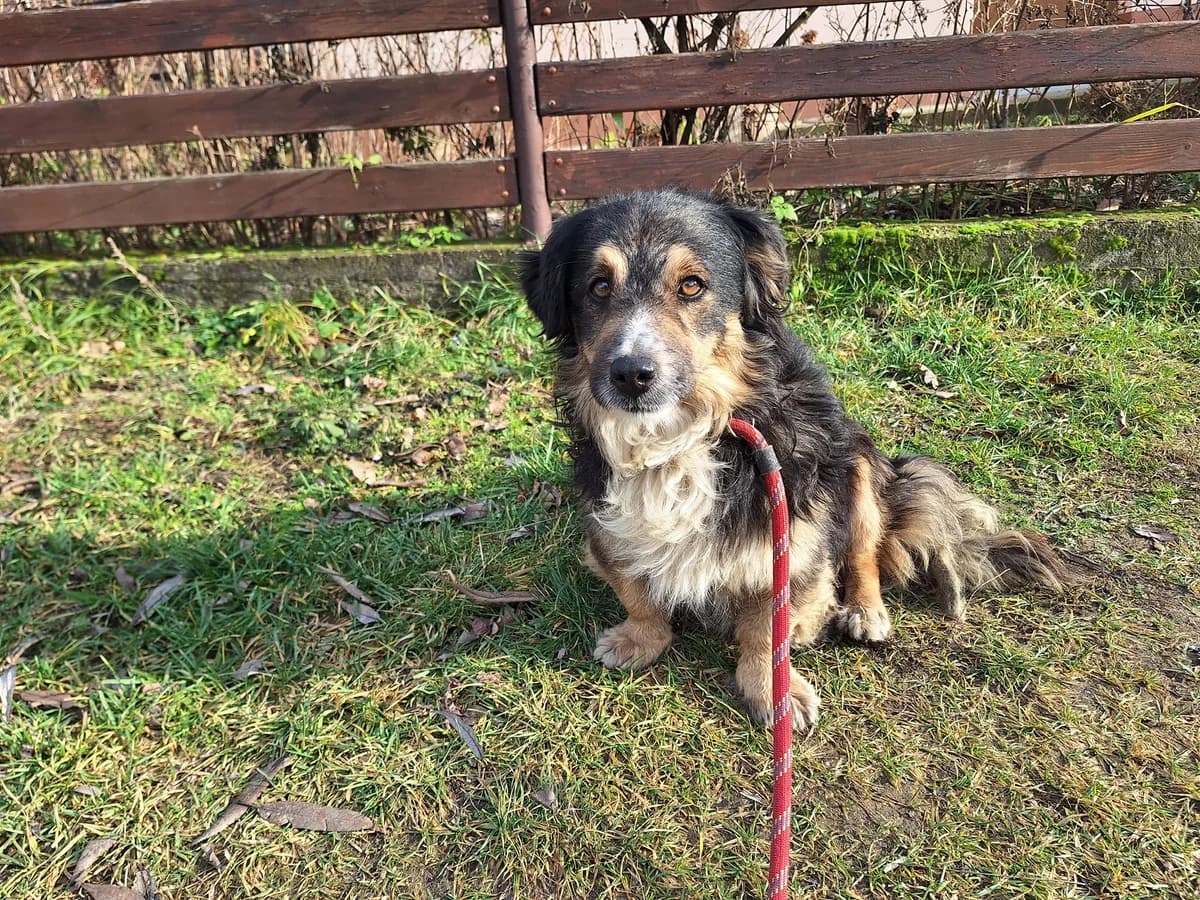 Matty, male 6yo Mixed Breed for adoption at Ein Herz für Streuner e.V., München