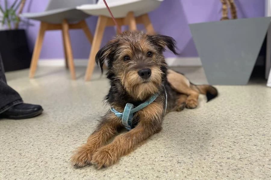 Matty, male puppy Mixed Breed for adoption at Ein Herz für Streuner e.V., München