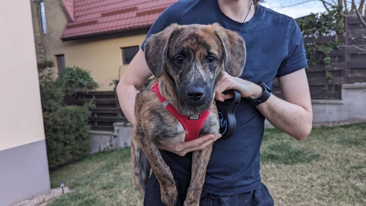 Matty, braun male puppy Mixed Breed for adoption at Ein Herz für Streuner e.V., München