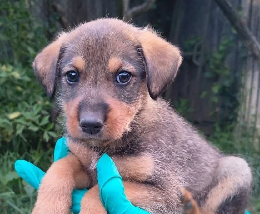 Matty, male puppy Mixed Breed for adoption at Ein Herz für Streuner e.V., München