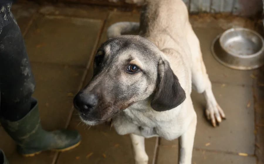 Matze, male young Mixed Breed for adoption at Ein Herz für Streuner e.V., München