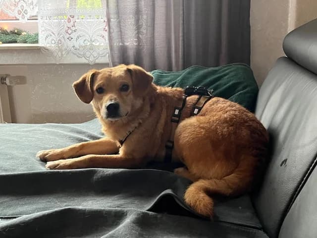 Maui, male 3yo Mixed Breed for adoption at Ein Herz für Streuner e.V., München