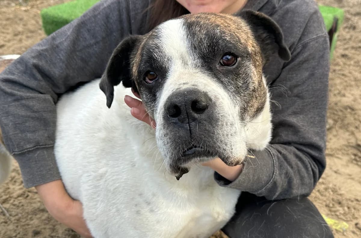 Maunti, male 7yo Mixed Breed for adoption at Ein Herz für Streuner e.V., München