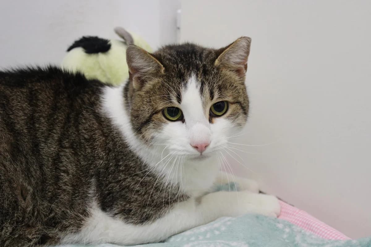 Maunz, male 5yo Mixed Breed for adoption at Ein Herz für Streuner e.V., München
