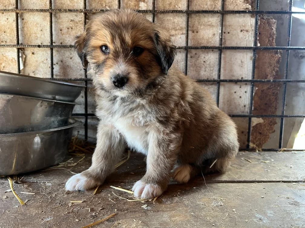 Maura, female puppy Mixed Breed for adoption at Ein Herz für Streuner e.V., München