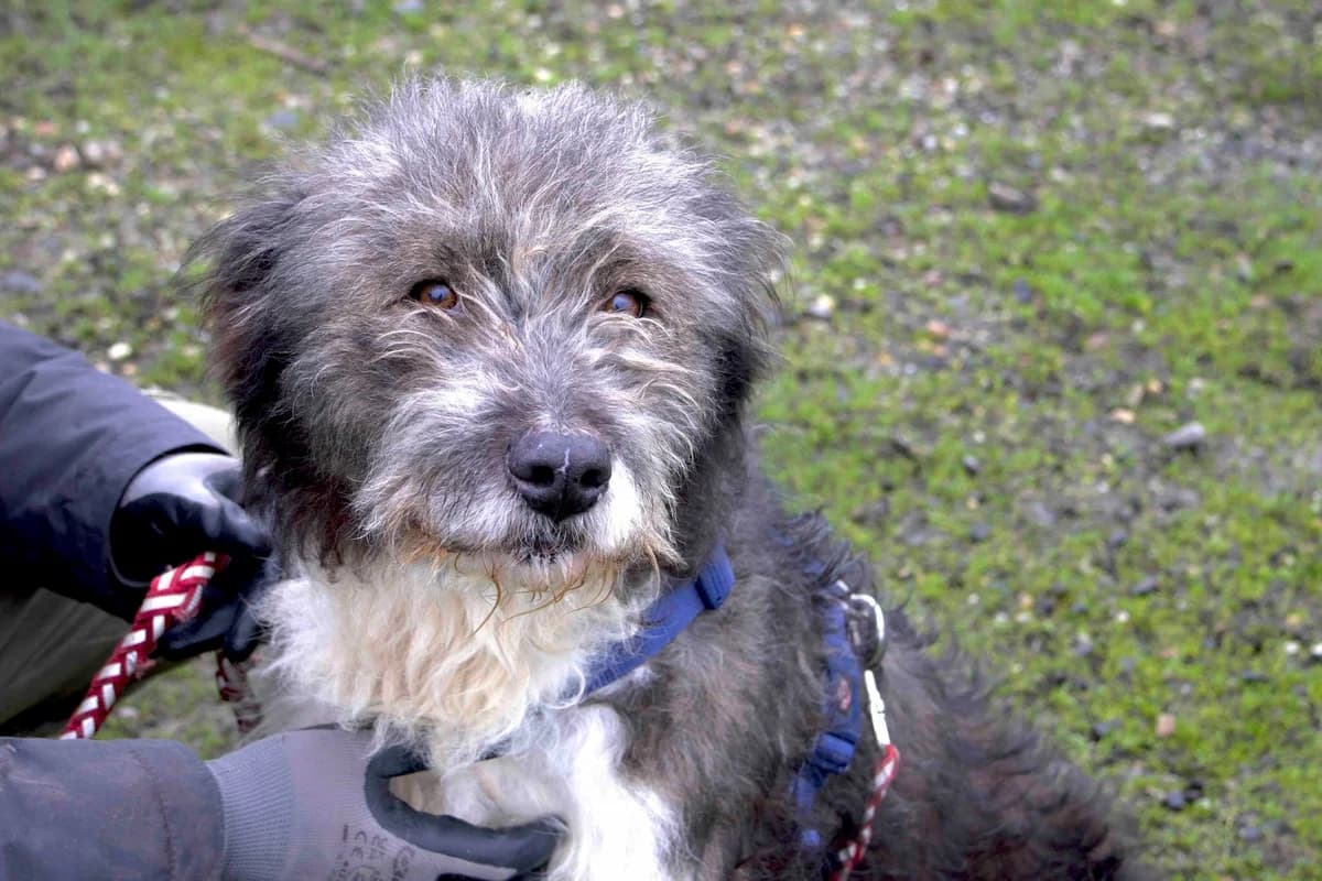Mauri, grau female 6yo Mixed Breed for adoption at Ein Herz für Streuner e.V., München