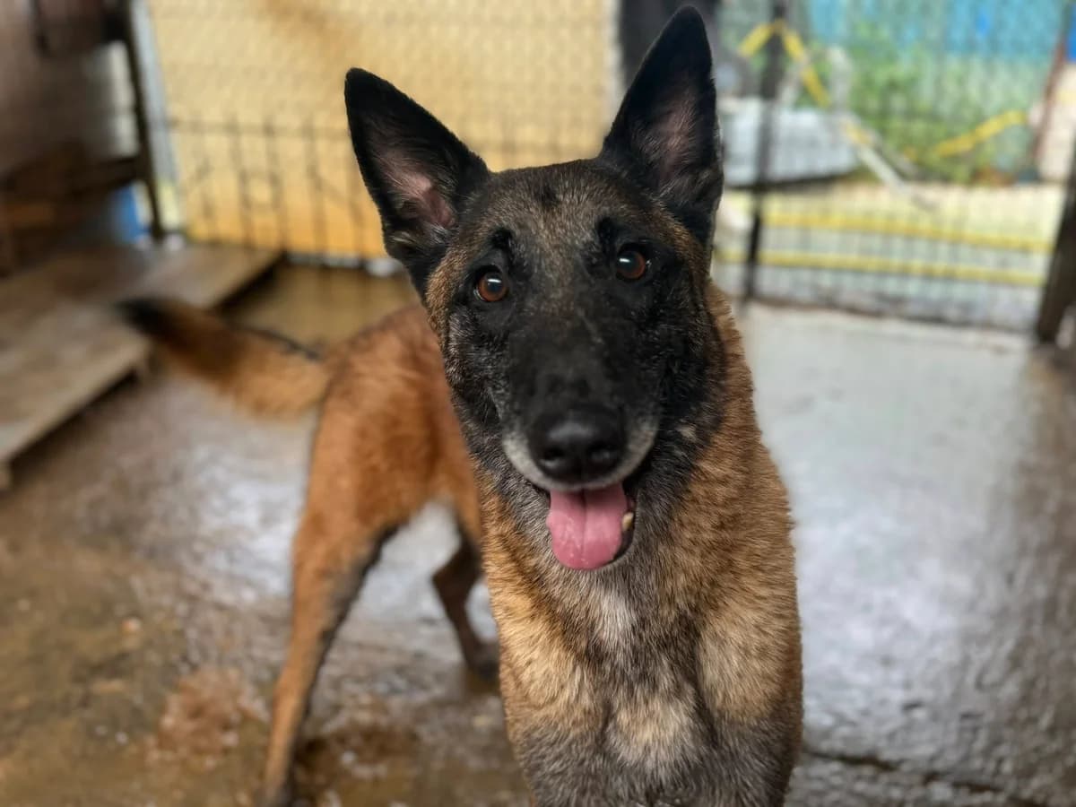Maurice, male 5yo Mixed Breed for adoption at Ein Herz für Streuner e.V., München