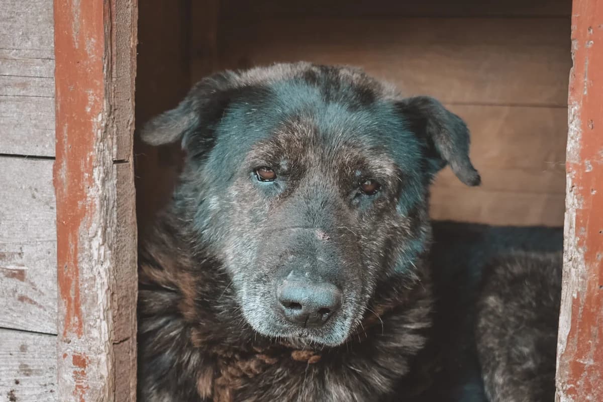 Mauro, gestromt male senior Mixed Breed for adoption at Ein Herz für Streuner e.V., München