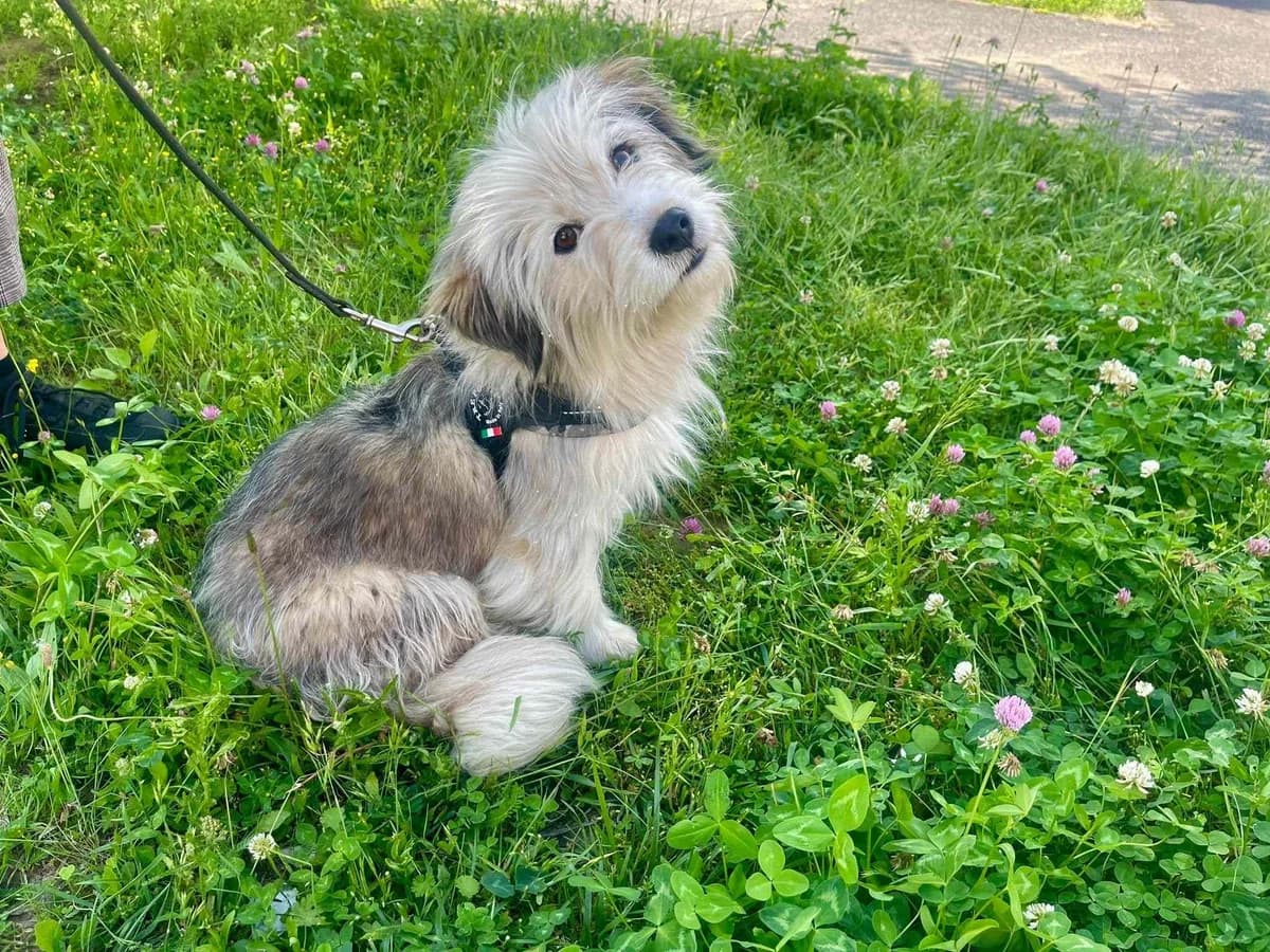 Mauro, male young Mixed Breed for adoption at Ein Herz für Streuner e.V., München