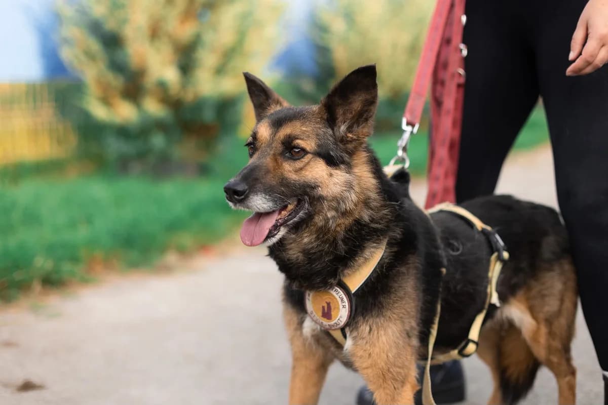 Mausi, female 6yo Mixed Breed for adoption at Ein Herz für Streuner e.V., München