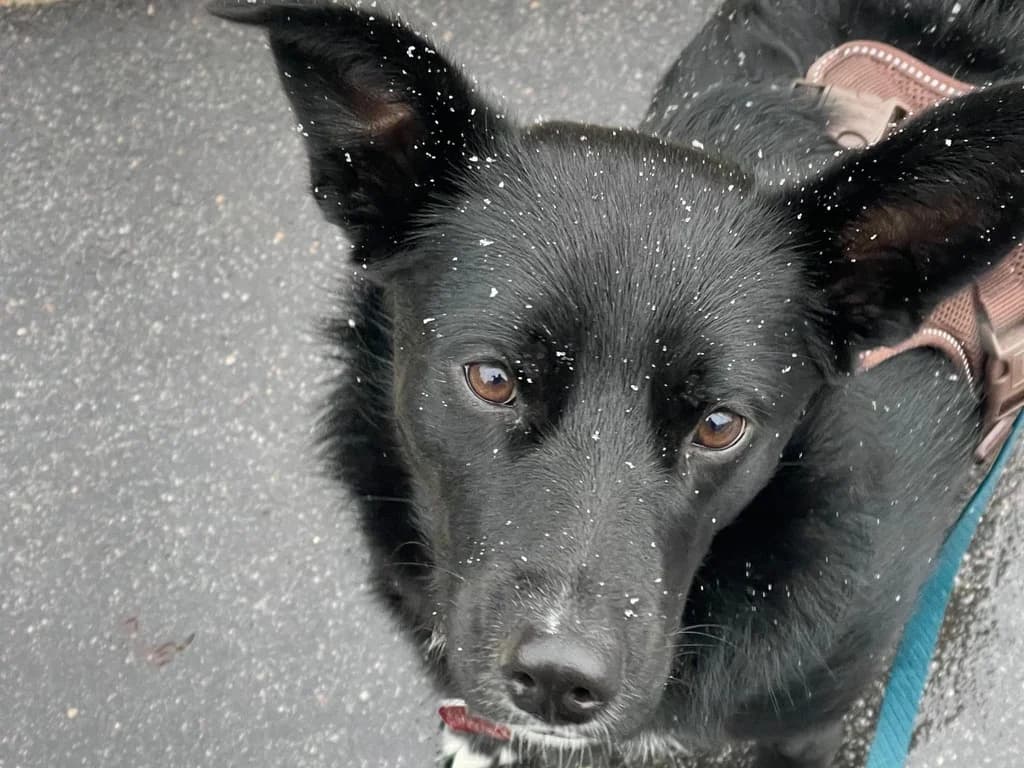 Mave, female 5yo Mixed Breed for adoption at Ein Herz für Streuner e.V., München