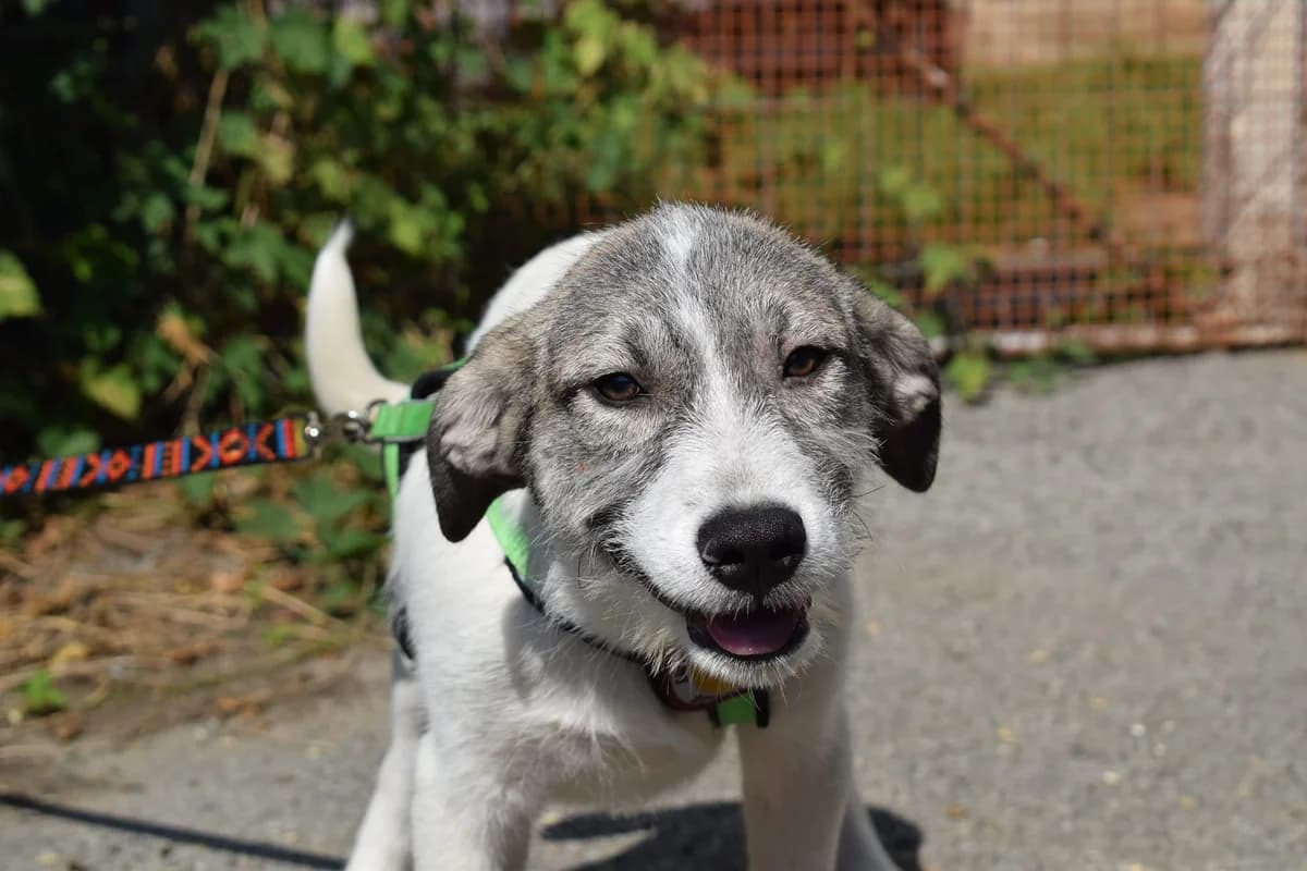 Maverick, weiß male puppy Mixed Breed for adoption at Ein Herz für Streuner e.V., München