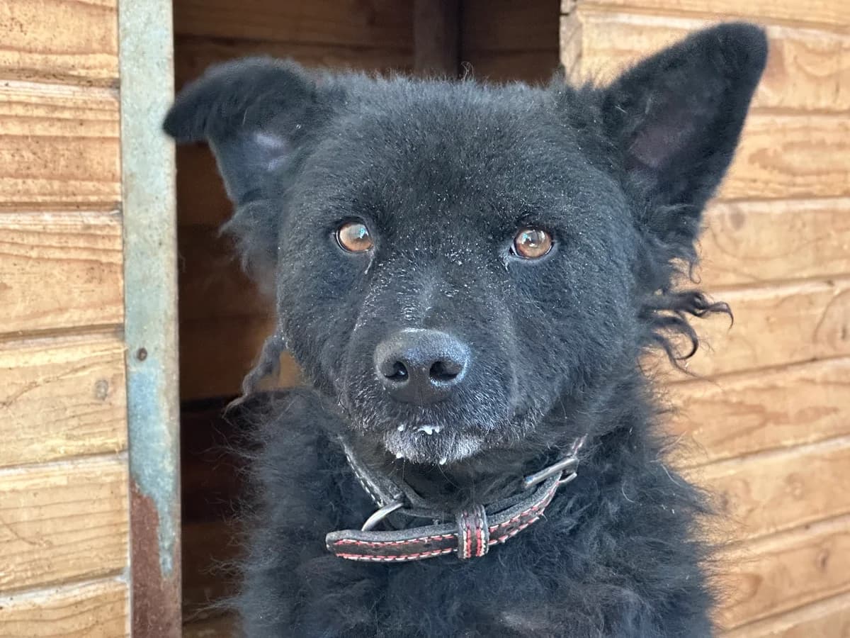 Mavi, male 3yo Mixed Breed for adoption at Ein Herz für Streuner e.V., München